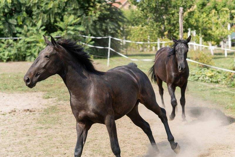 Hobbyhorse Haven - Image 13