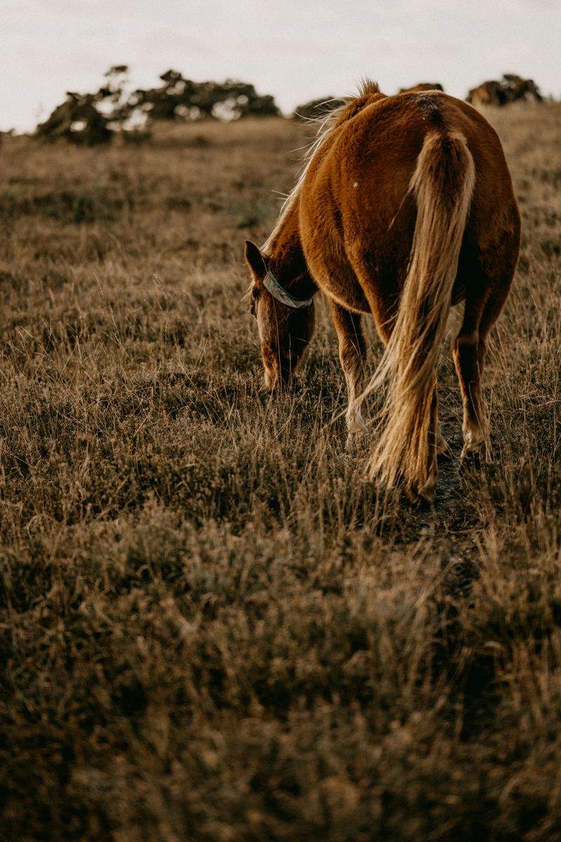 Hobbyhorse Haven - Image 5